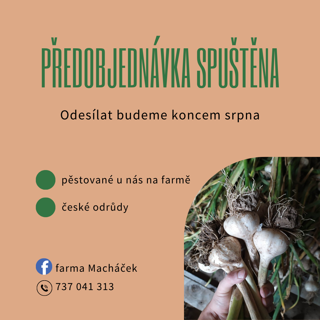 Brambory