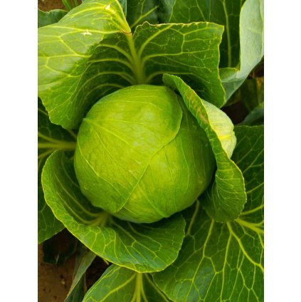 c4bd3469 40ee 4f50 87f3 7d27891012fd