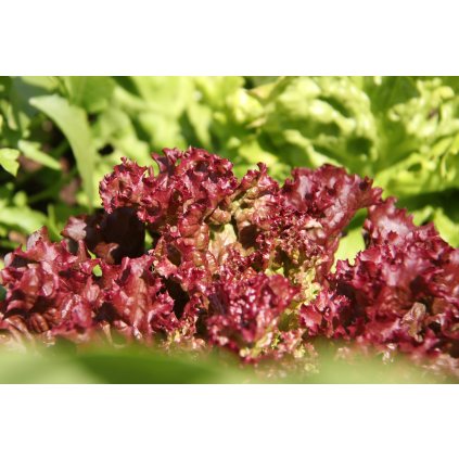 red leaf lettuce 7227306 1920