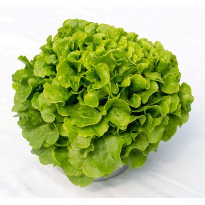 salat dubovy list zeleny
