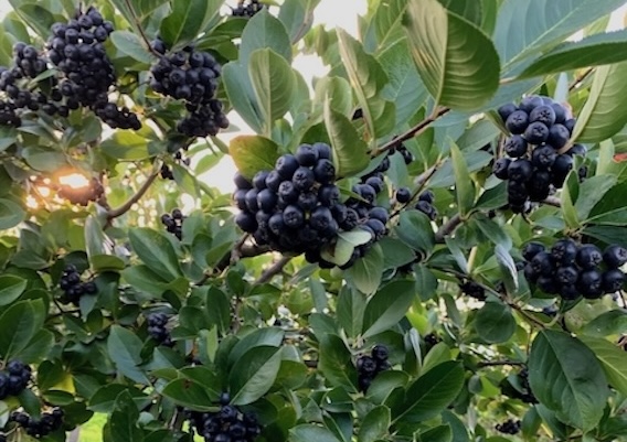 Reportáž Sady a Vinice 1/2025: Od pestovania až po finalizáciu v BIO kvalite