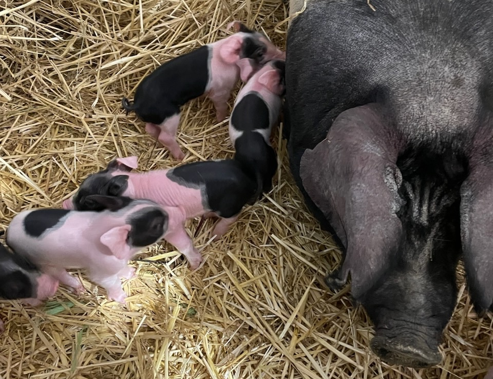 Reportáž Pravda: Farma Beckov pestuje bez chémie, prečo? Farmárčiť v súlade s prírodou nie je risk, ale zisk