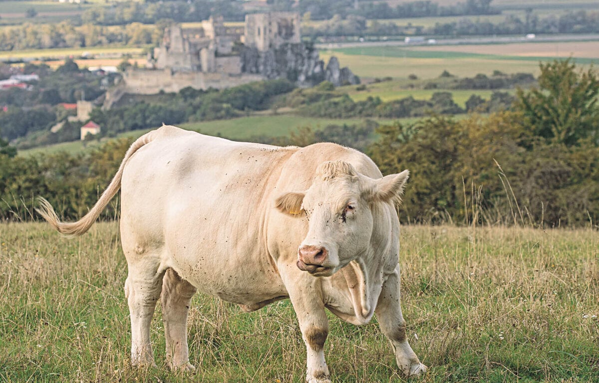 Charolais-hrad_8610957_1200x