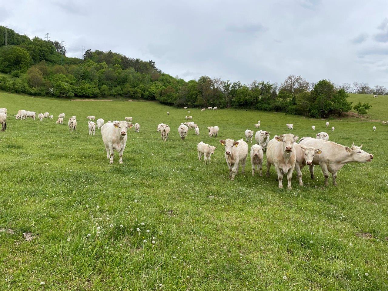 beckov chov charolais