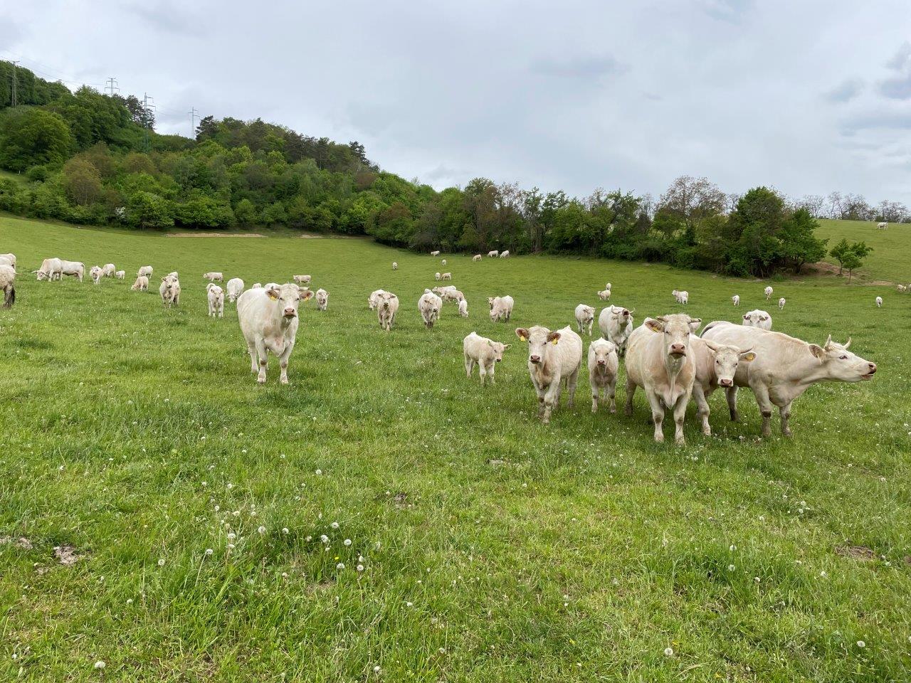 beckov chov charolais