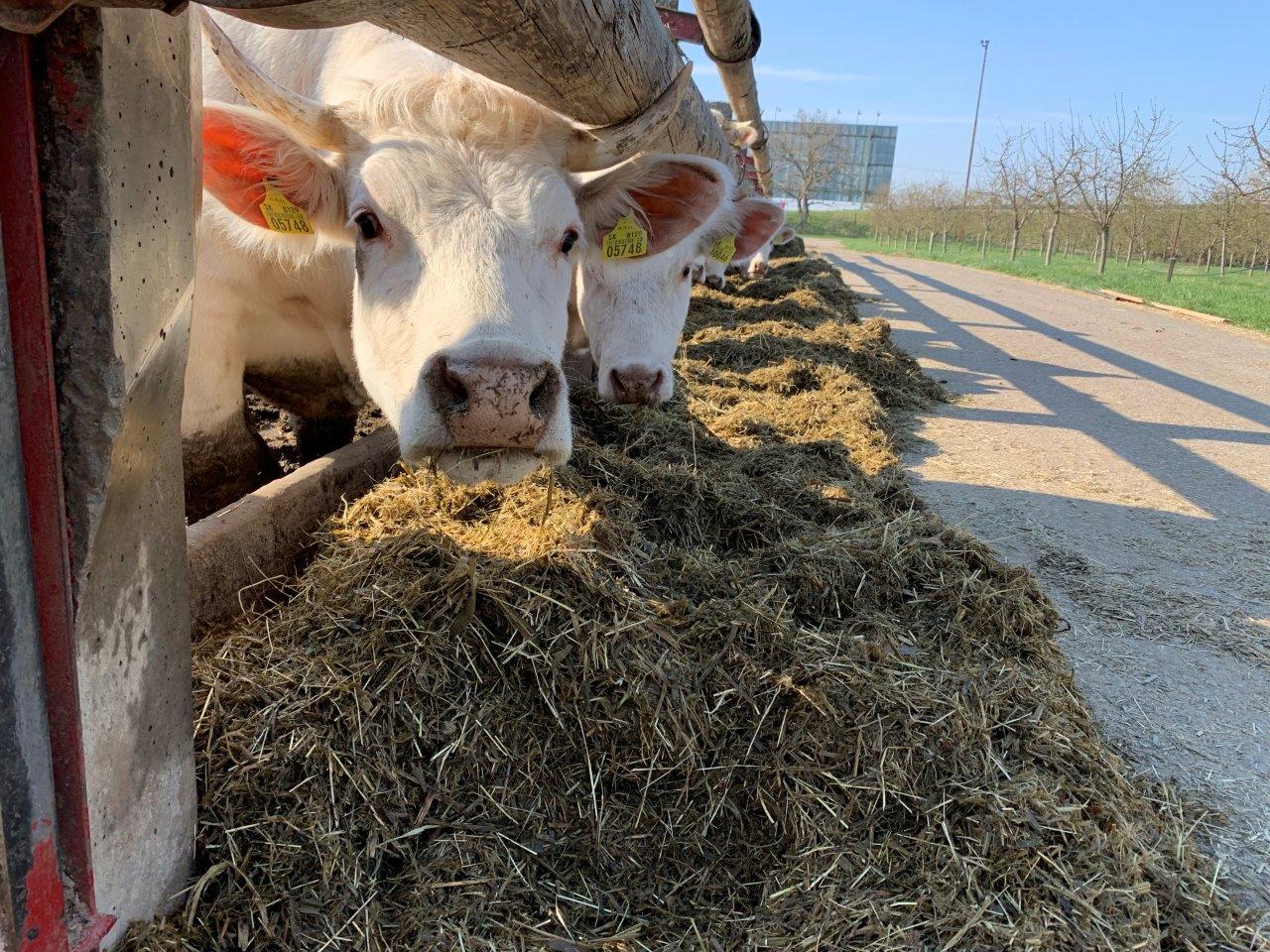 charolai bio farma beckov slovensko