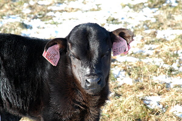 Naše krávy a telátka