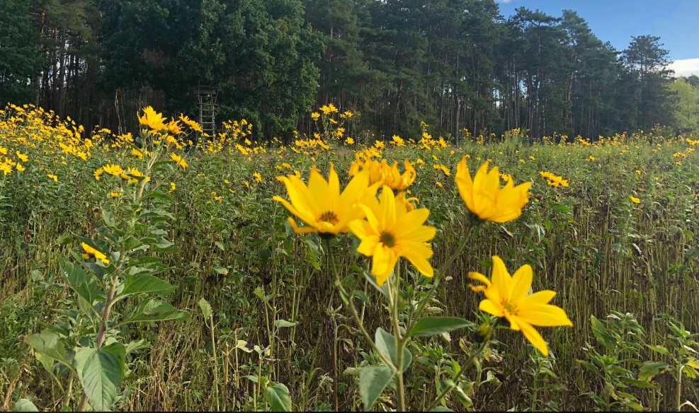 Uplatnění topinamburu v domácím léčitelství