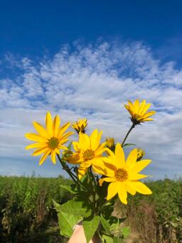 Topinambury a jejich historie