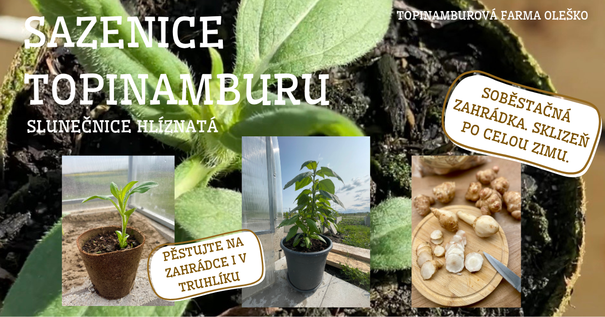 produkty z topinamburu