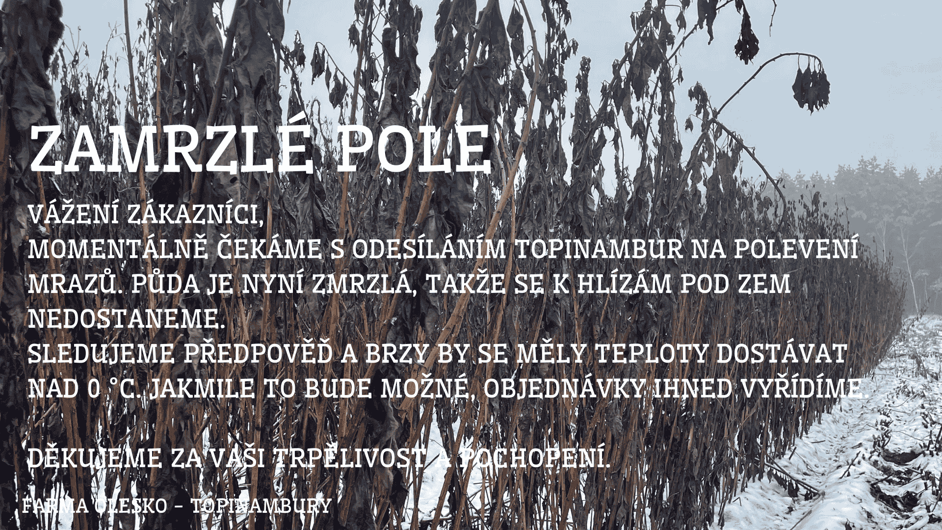 produkty z topinamburu