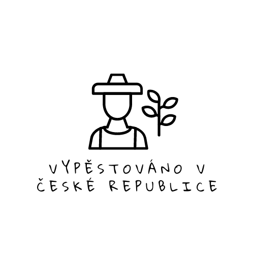 Topinambury vypěstovány v české republice