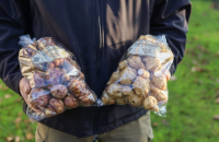  čerstvé hlízy topinambur, bio produkt
