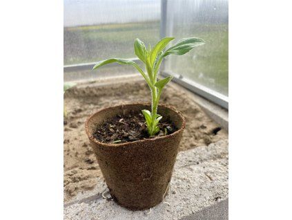 Topinamburové sazenice