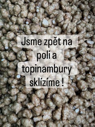 Po téměř měsíční pauze jsme obnovili sklizeň. 🙂 Doufáme, že nás mrazy na tak dlouhou dobu letos už nepřekvapí. Všechny...