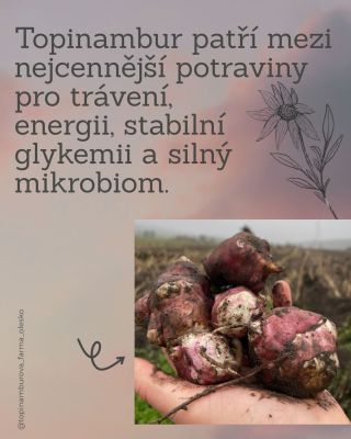 👩🏼‍🌾🌱 Sezona čerstvých topinamburů se pomalu chýlí ke konci. Pokud si chcete dopřát zimní hlízy v té nejlepší kvalitě,...