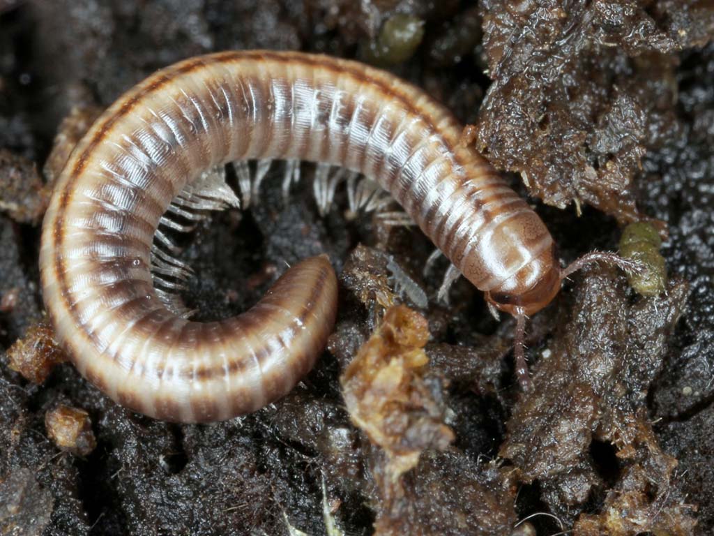 Co je půdní edafon?