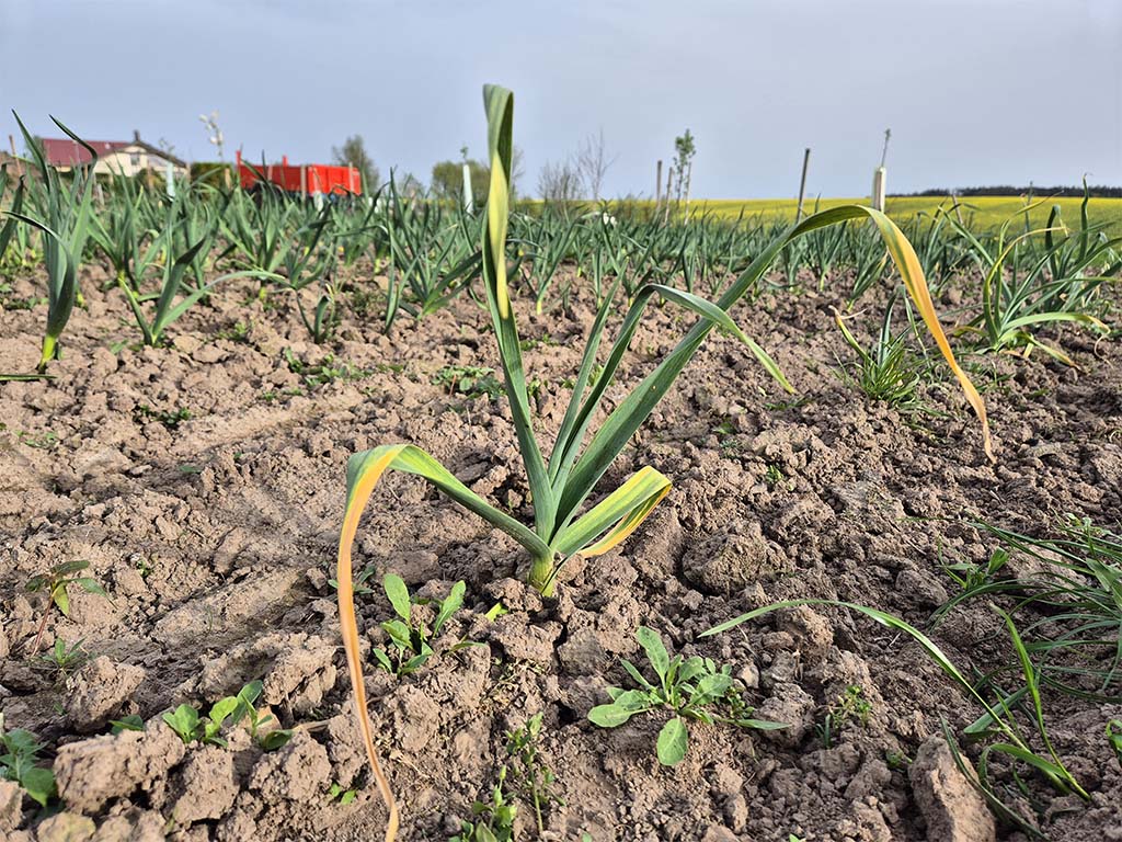 Hnojení česneku | Ledek vápenatý