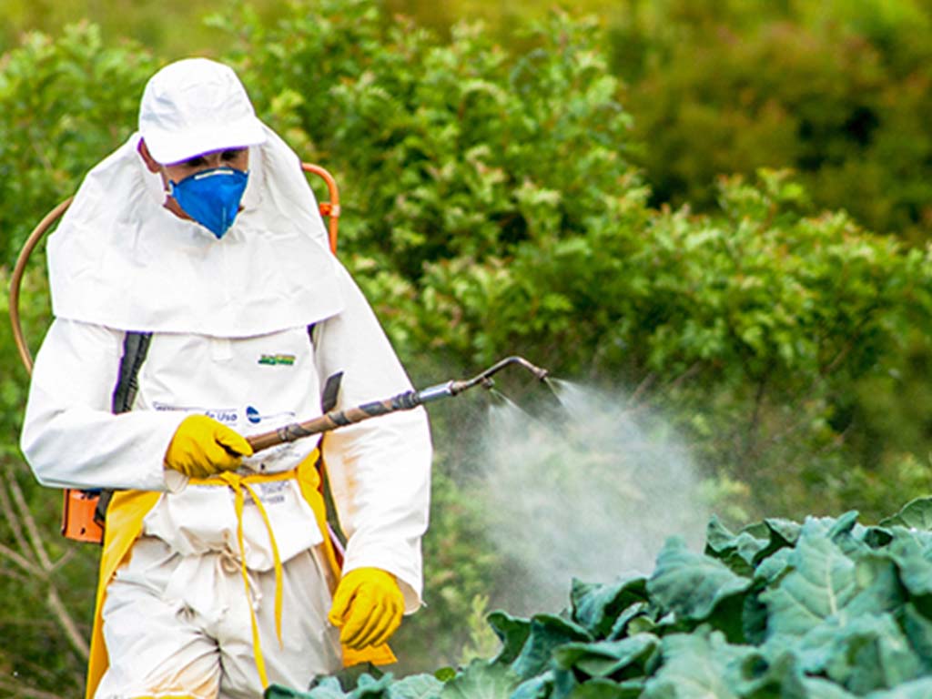 Negativní vlivy pesticidů v pěstování zeleniny