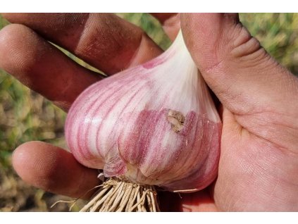 Jak pěstujeme česnek na farmě Oucmanice