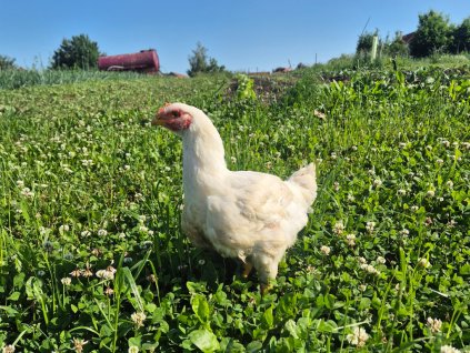 Prodej Oucmanických kuřat c kuchyňské úpravě
