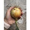 Cibule kuchyňská k sušení | 1kg
