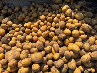 🥔 Dnešní bramborová vykopávačka. 🤔 Musím říct, že jsme to oba čekali horší.. měli jsme nezvaného hosta.. mandalinku 🪲 a...