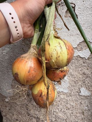 ❗️Cibule na prodej ! 🧅 Máme na prodej naši cibuli. ❤️ Cibule je vypěstovaná bez chemie- ručně obdělávaná. 💪 💰Cena 40 Kč/ 1 kg