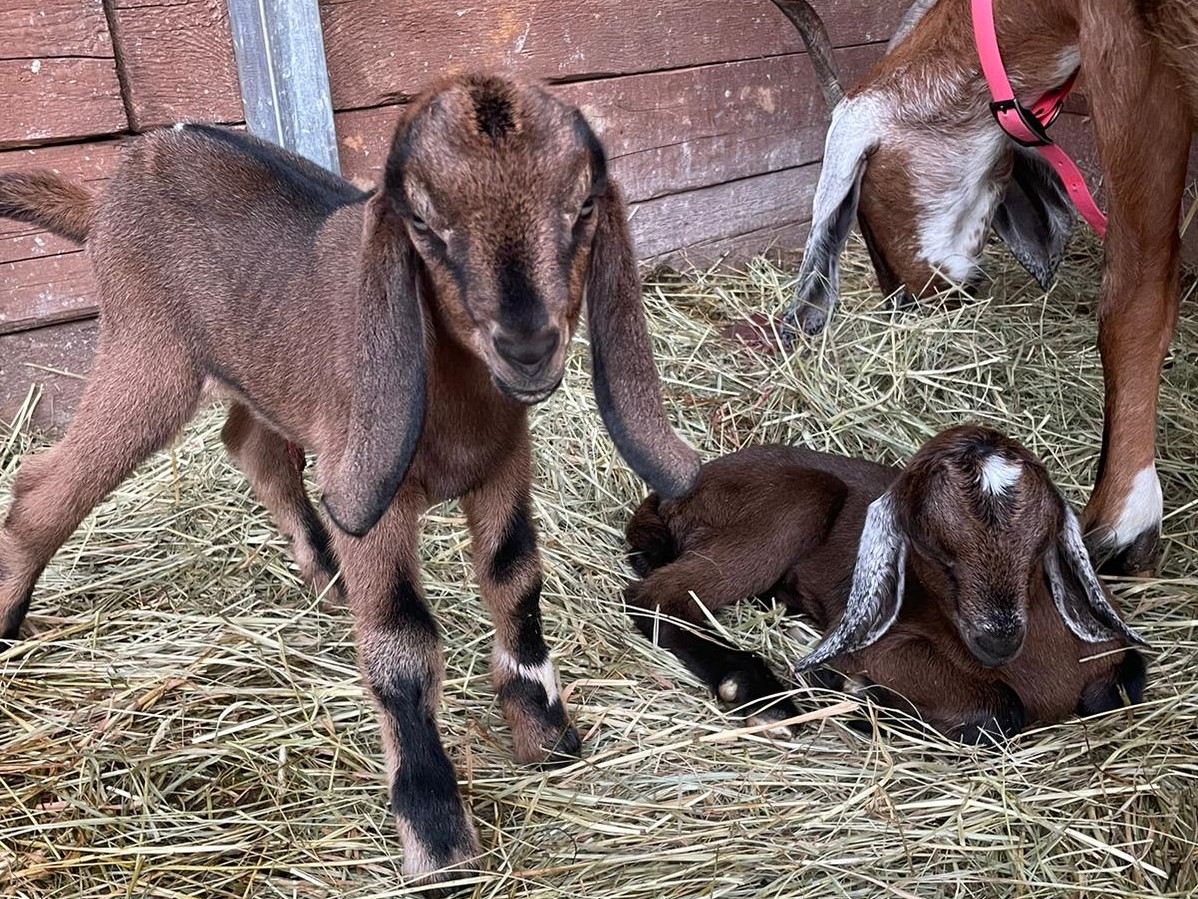 Nové přírůstky - další kůzlátka