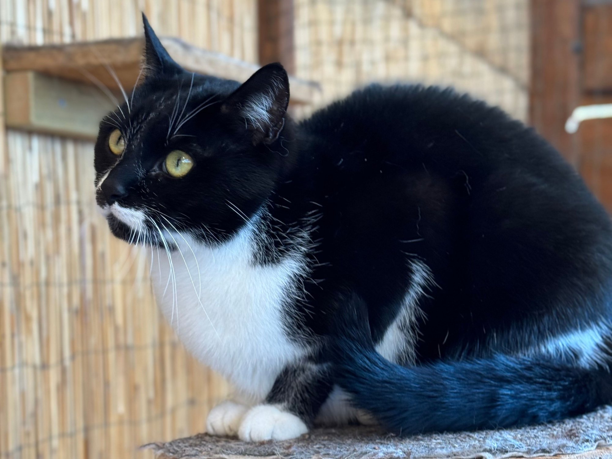 Do nového roku s úsměvem a novou kočičí dvojkou