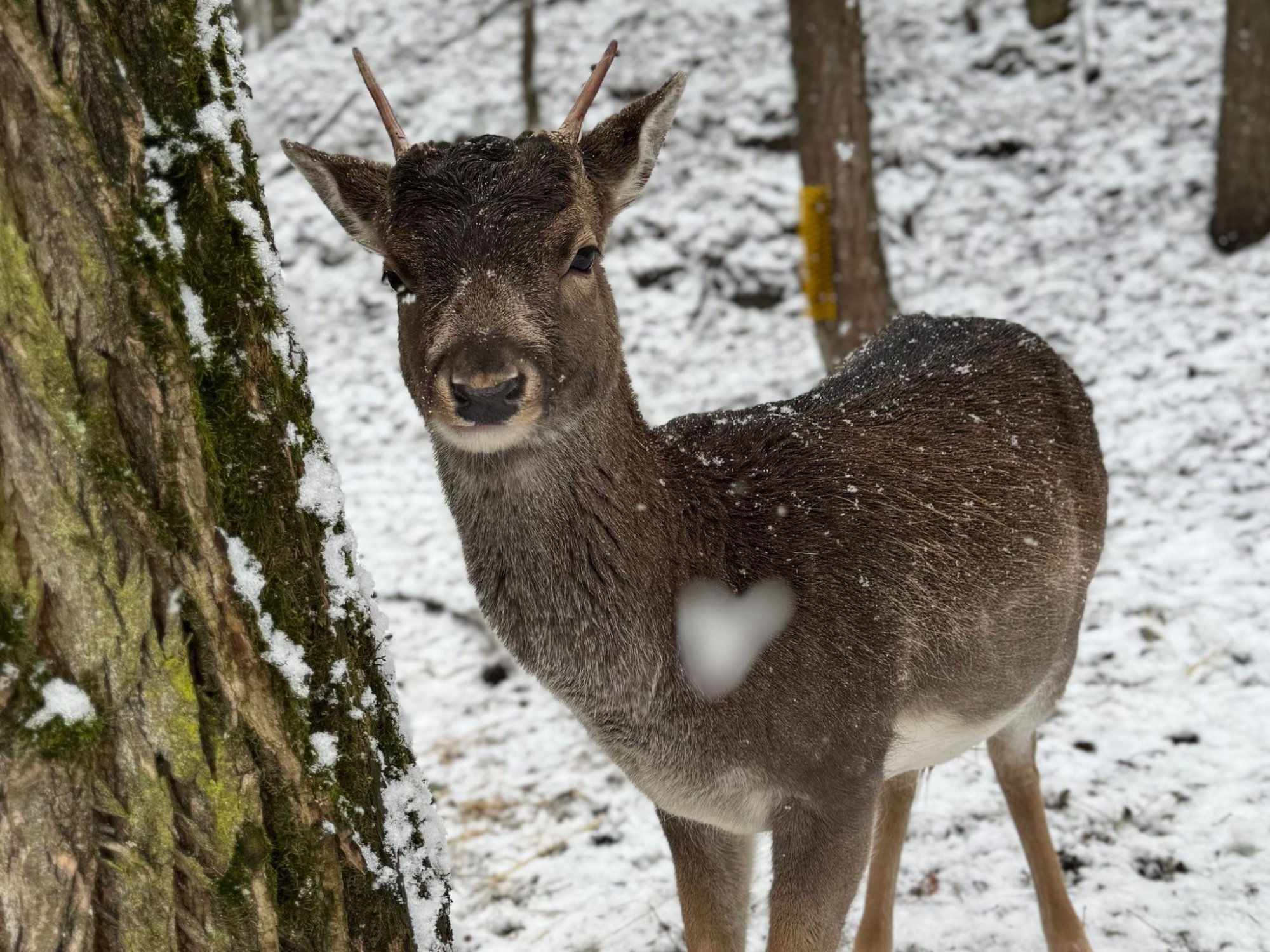 Farmapark pod sněhovou peřinkou