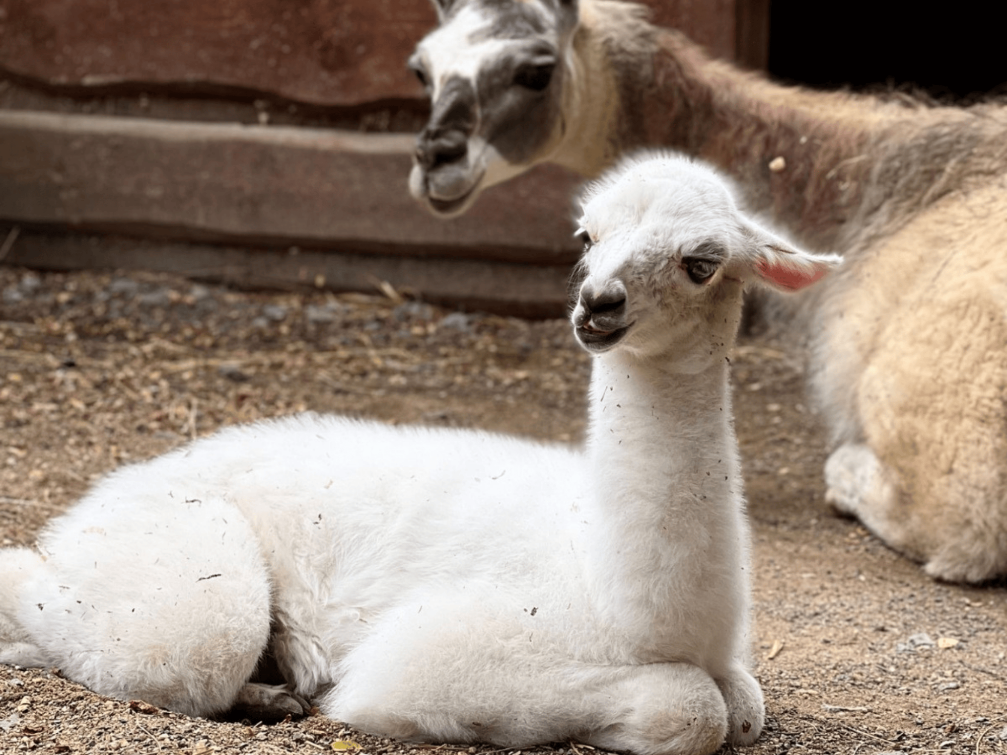 Narození lamí princezny