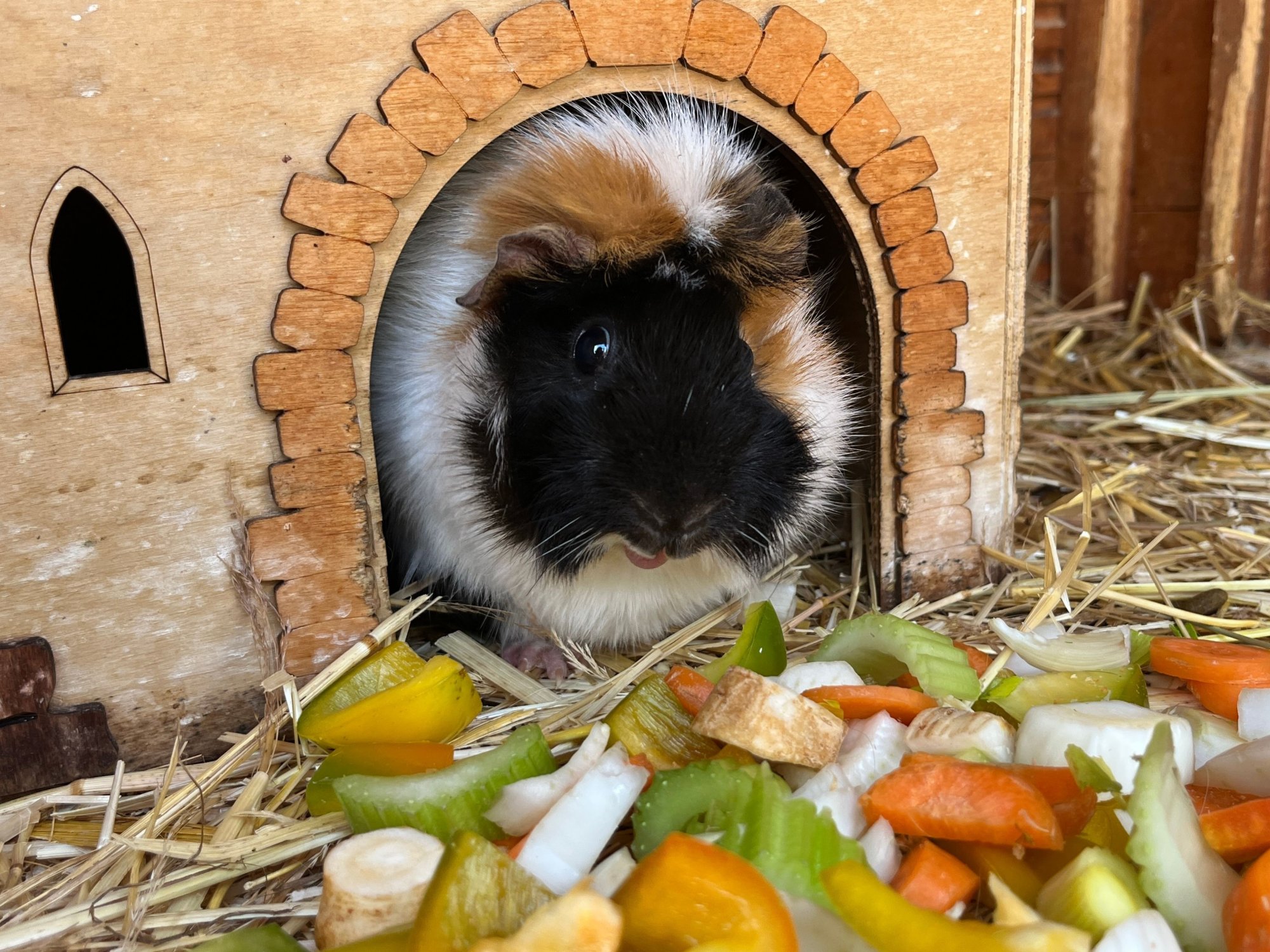 Štědrodenní krmení zvířátek