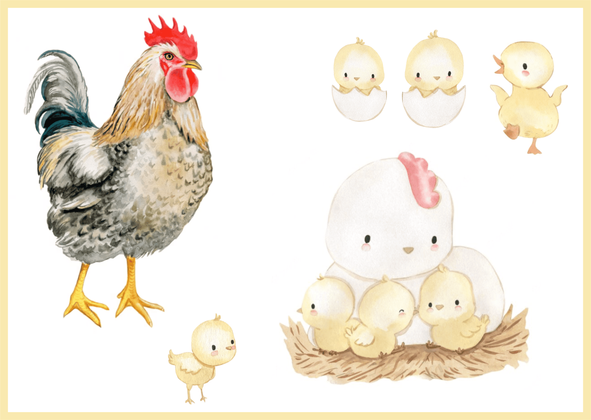 Kuřátko s chocholkou