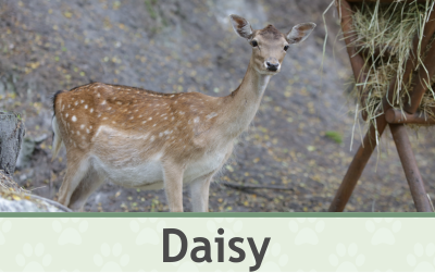 Daněk Daisy – Farmapark u Toma