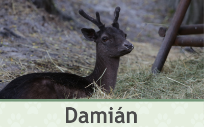 Daněk Damián – Farmapark u Toma