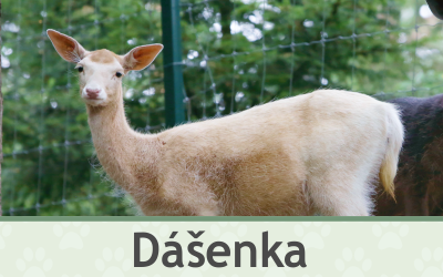 Daněk Dášenka – Farmapark u Toma