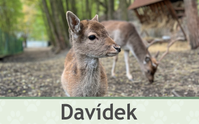 Daněk Davídek – Farmapark u Toma