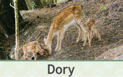 Daněk Dory – Farmapark u Toma