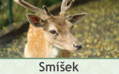 Daněk Smíšek – Farmapark u Toma