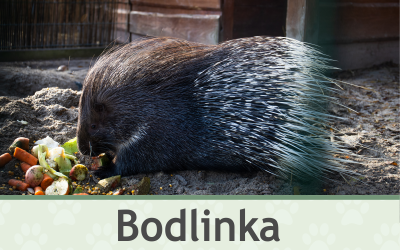 Dikobraz Bodlinka – Farmapark u Toma