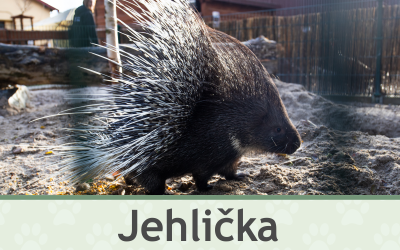 Dikobraz Jehlička – Farmapark u Toma