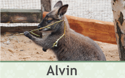 Klokan Alvin – Farmapark u Toma