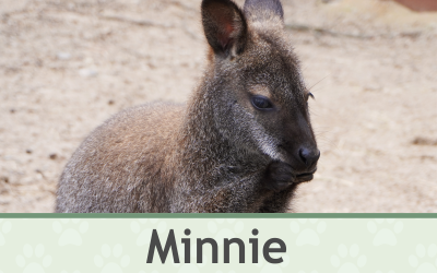 Klokan Minnie – Farmapark u Toma