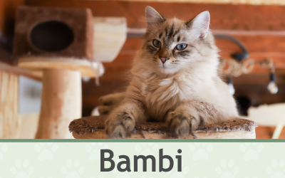 Kocour Bambi – Farmapark u Toma