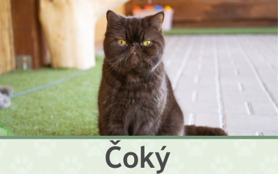 Kocour Čoký – Farmapark u Toma