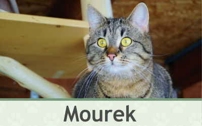 Kocour Mourek – Farmapark u Toma