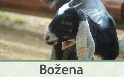 Koza Božena – Farmapark u Toma