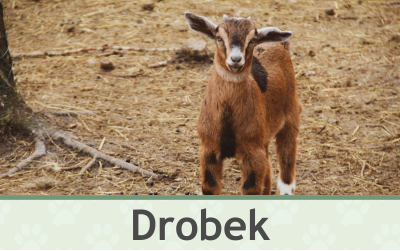 Koza Drobek – Farmapark u Toma