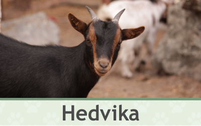 Koza Hedvika – Farmapark u Toma